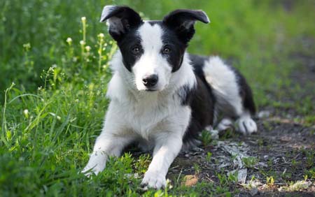 Fishers Mobile Farm border collie pup